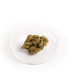 Amnesia Haze Hydro