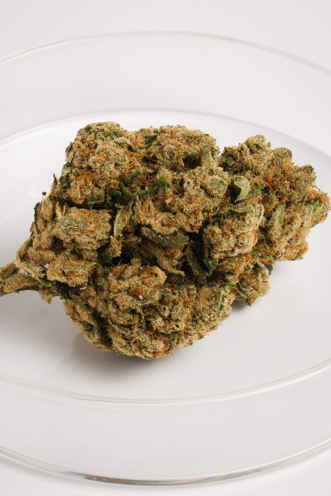 Amnesia Haze Hydro - Imagen 2