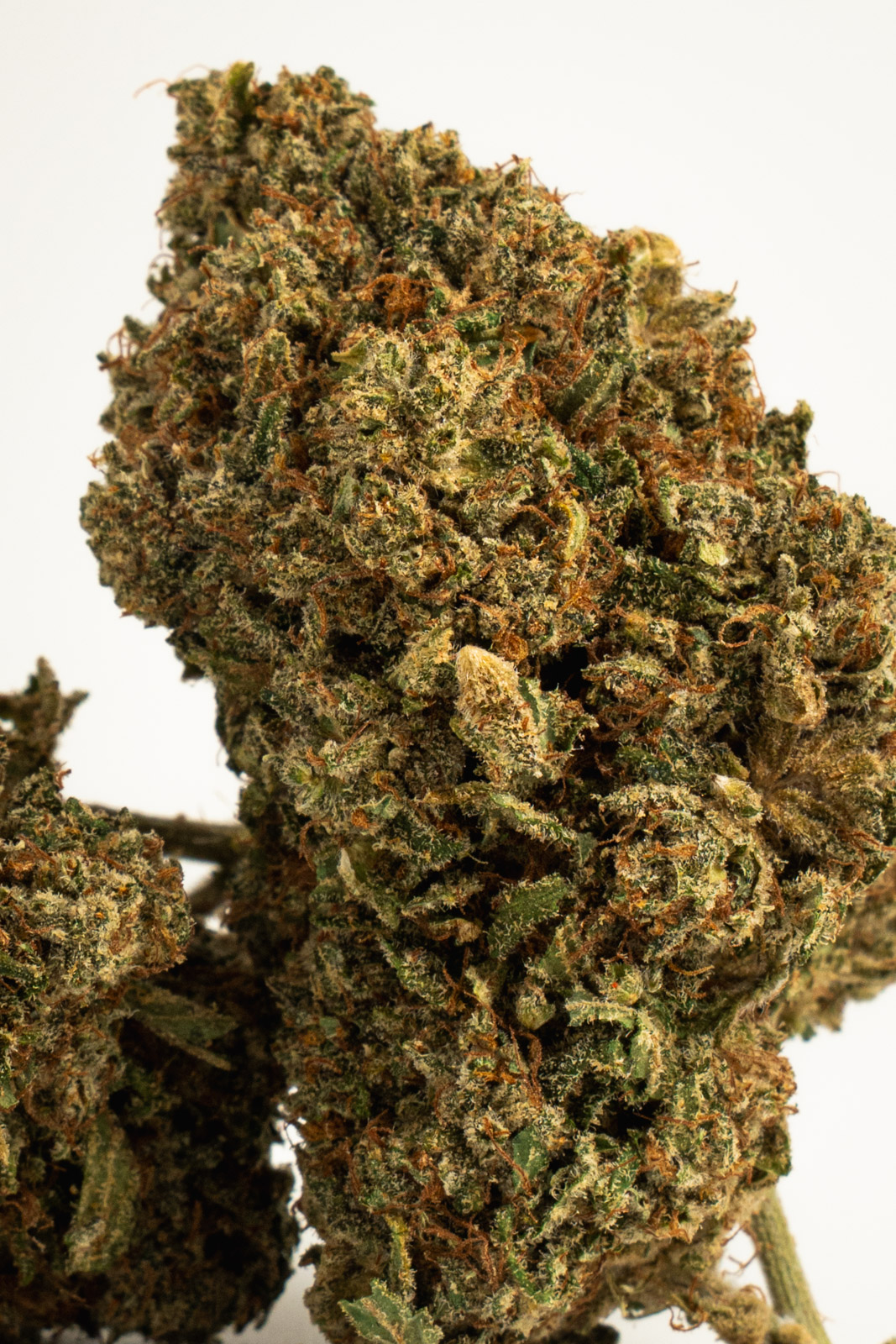 Zkittlez Indoor - Imagen 3