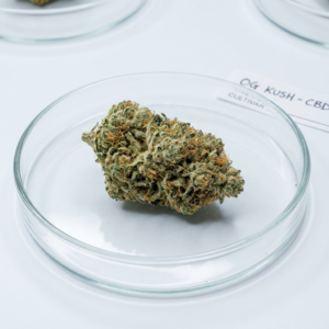 Flores OG Kush