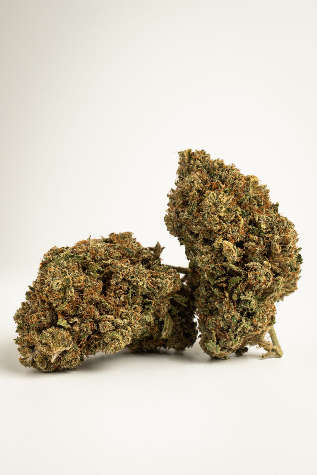 Zkittlez Indoor - Imagen 2
